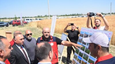 Çay'da Taner Ekmeklik Buğdayı İlk Hasatta Yüzleri Güldürdü
