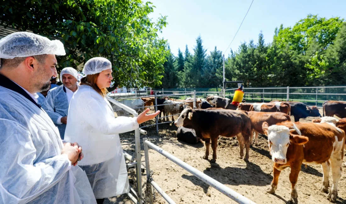 YÜNTAŞ Besi Çiftliği Açıldı: Üretimden Sofraya Yeni Dönem Afyonkarahisar Belediyesi