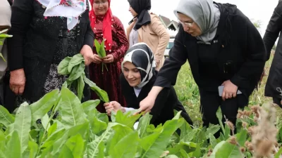 Afyonkarahisar’ın coğrafi işaret tescilli yemeklerinden labada (ilibada) sarması, bölgenin mutfağında